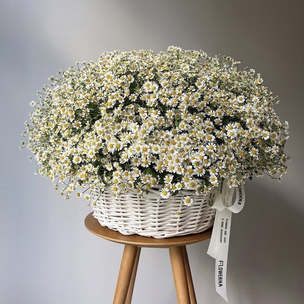 Basket of Daisies